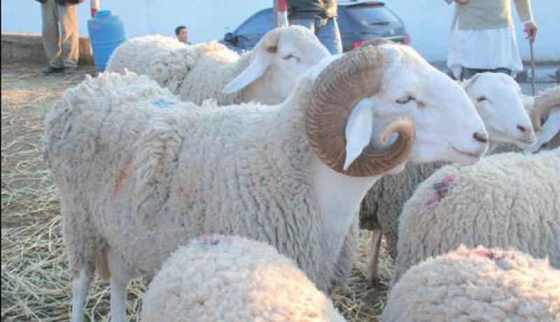 قسنطينة: أفضل سلالة أغنام في الجزائر معرضة للإنقراض في ظل غياب بنك للأجنة