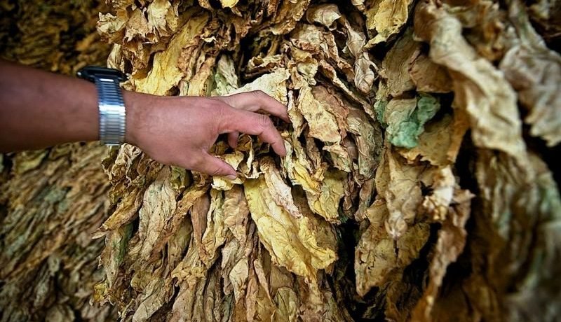 حجز 18 قنطار من أوراق التبغ الجاف بعين ياقوت في باتنة