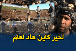 إنتاج وفير للبطاطا الغير موسمية بغليزان
