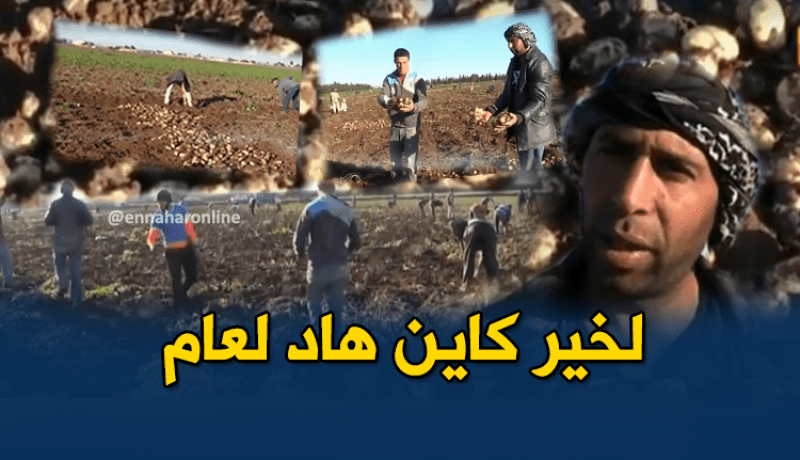 إنتاج وفير للبطاطا الغير موسمية بغليزان