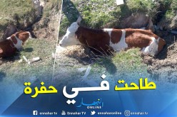 بالصور.. إنقاذ بقرة وقعت في حفرة بتبسة