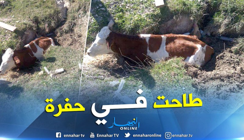 بالصور.. إنقاذ بقرة وقعت في حفرة بتبسة