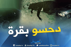 بالصور.. سيارتين تصدمان بقرة في نقرين بتبسة