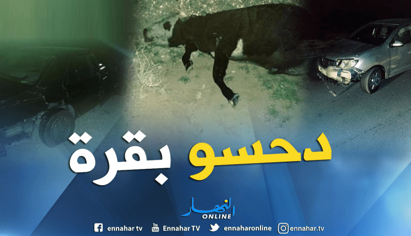 بالصور.. سيارتين تصدمان بقرة في نقرين بتبسة