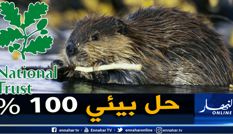 بريطانيا تستعين بالقنادس لمواجهة التقلبات المناخية