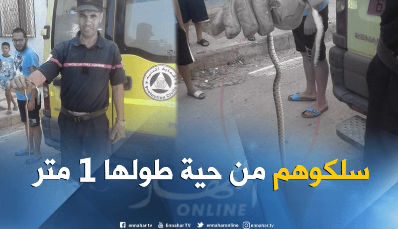 بالصور.. القضاء على حية طولها 1 متر بسعيدة