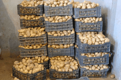 الشروع في تسوية مستحقات المُخزنين لبطاطا الإستهلاك لموسم 2020/2019