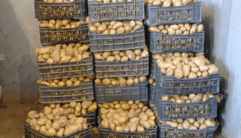 الشروع في تسوية مستحقات المُخزنين لبطاطا الإستهلاك لموسم 2020/2019