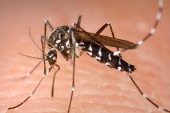 هذا ما قاله وزير الصحة عن “بعوض النمر”!