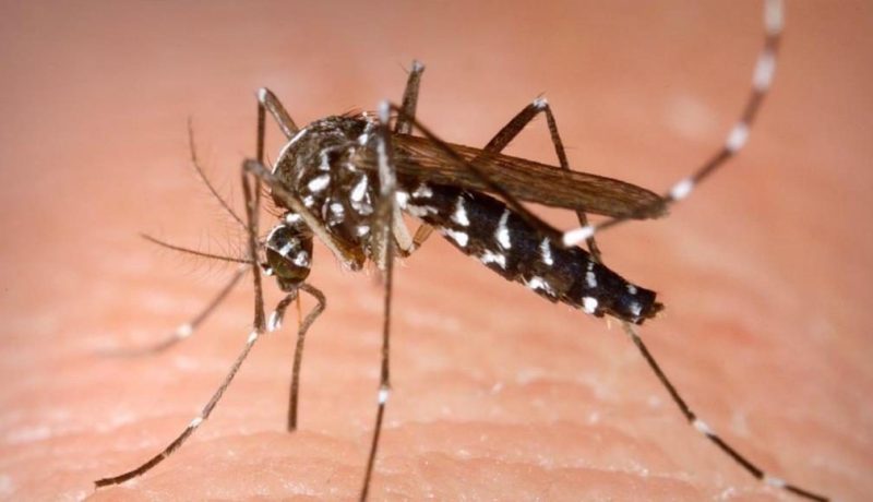 وزارة الصحة: بعوض النمر لا يهدد حياة المواطن وهذه هي أسباب انتشاره