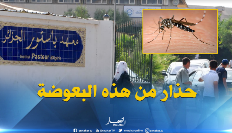 النفايات المنزلية والمياه الراكدة سبب انتشار بعوض النمر