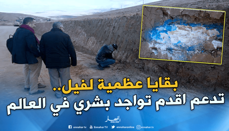 بالصور ..اكتشاف بقايا عظمية لفيل تعود لعصر ما قبل التاريخ بسطيف