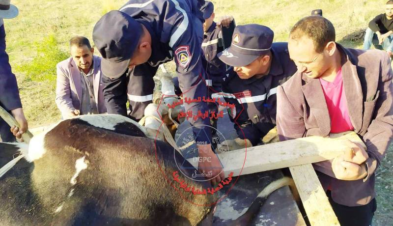بالصور.. إنقاذ بقرة وقعت في كهف بميلة