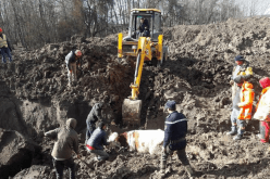 الحماية المدنية تنتشل بقرة من الأوحال بسطيف