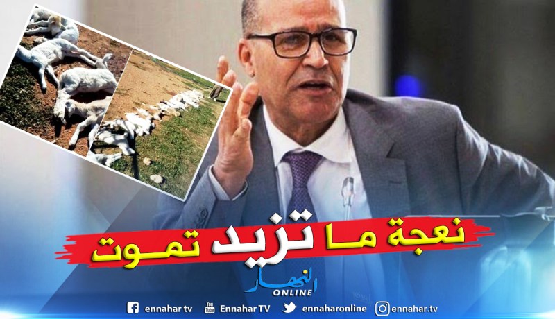 بوعزقي: توفير ما يكفي من اللقاح للقضاء على طاعون المجترات الصغيرة