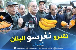 بوعزقي: زراعة الموز في الجزائر ممكنة