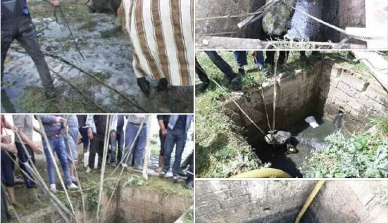 بالصور.. إنقاذ بقرة وقعت بقناة صرف صحي في تبسة