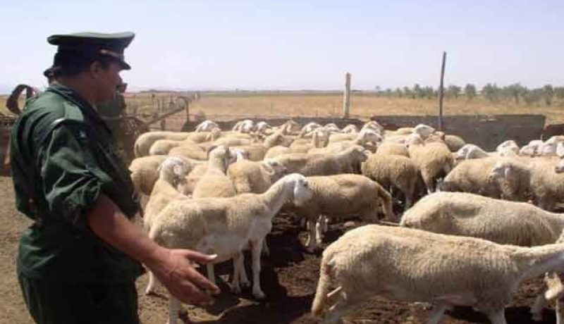تبسة: الدرك يسترجع 65 رأس غنم ساعات بعد سرقتها