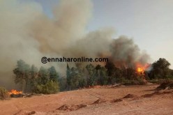 تبسة.. حريق بغابة للنخيل في نقرين
