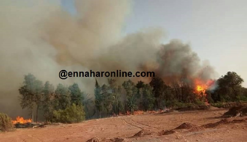 تبسة.. حريق بغابة للنخيل في نقرين