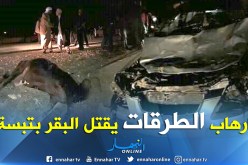 بالصور.. سيارة تقتل بقرة بالعقلة في تبسة