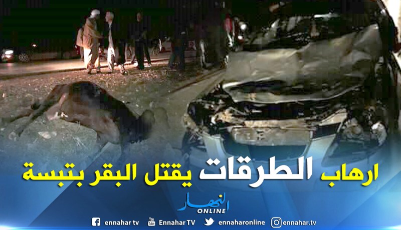 بالصور.. سيارة تقتل بقرة بالعقلة في تبسة