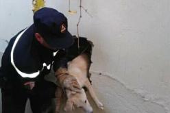 تبسة: الحماية المدنية تنقذ كلبا عالقا بين جداري منزلين