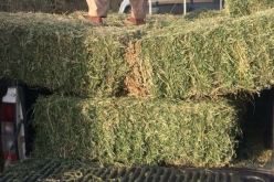 الإطاحة بشبكة دولية أخفت مركبات مهرّبة وسط أكوام التبن بغرض تسويقها