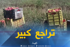 بالفيديو .. الطماطم تسجل تراجعا في الانتاج هذه السنة بسكيكدة