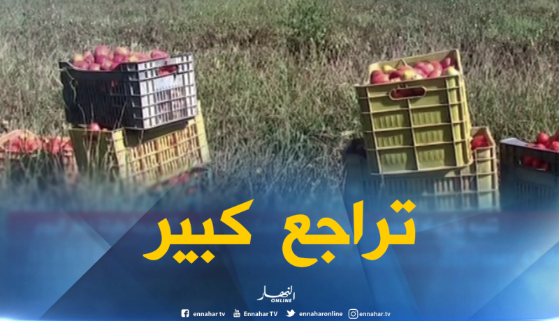 بالفيديو .. الطماطم تسجل تراجعا في الانتاج هذه السنة بسكيكدة