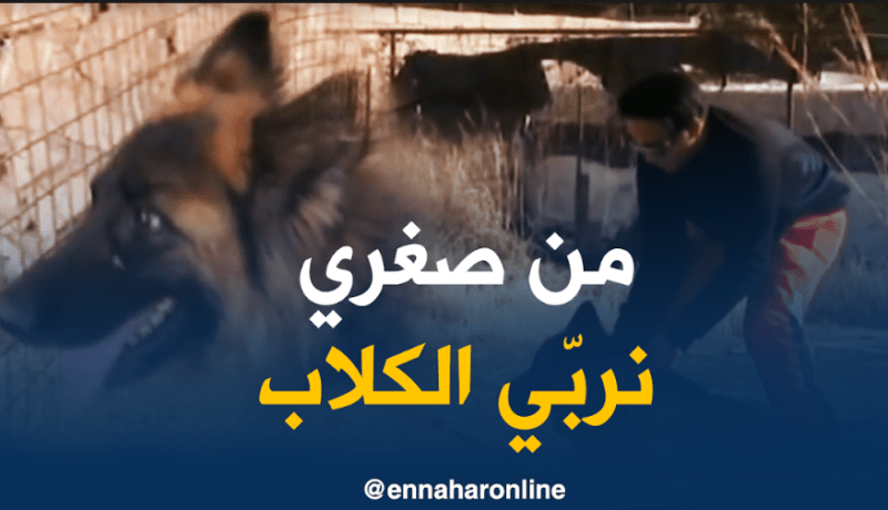 ترويض الكلاب.. فكرة مميزة محفوفة بالمخاطر