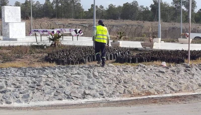 بالصور.. عملية تشجير بسد ولجة ملاق في تبسة