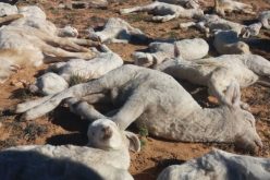 400 مليار لتعويض الموالين عن أضرار طاعون المجترات الصغيرة