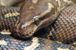 أطارد أفعى في المنام… عدوٌ لا يظهر عداوته