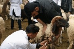 إستلام 250 ألف جرعة لقاح ضد طاعون المجترات الصغيرة بتبسة