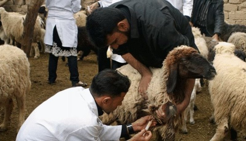 إستلام 250 ألف جرعة لقاح ضد طاعون المجترات الصغيرة بتبسة