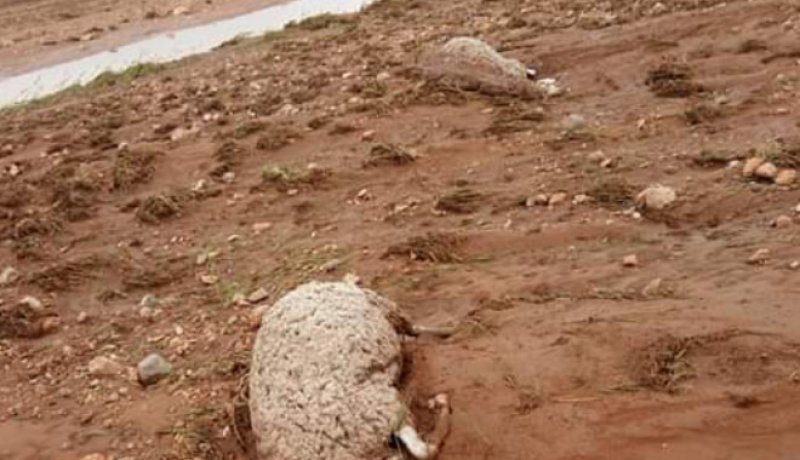 بالصور.. الفيضانات تتسبب في خسائر كبيرة للفلاحين بماقورة في تلمسان