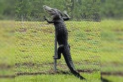 شاهد.. تمساح يتسلق سياج قاعدة عسكرية يشعل مواقع التواصل