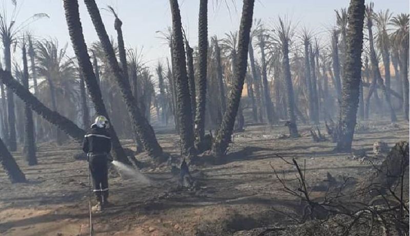 بالصور.. حريق يأتي على أكثر من 1600 نخلة بولاد عيسى في تمنراست