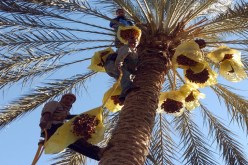 وزارة الفلاحة.. تعليمات مستعجلة للوقوف على مشاكل منتجي التمور