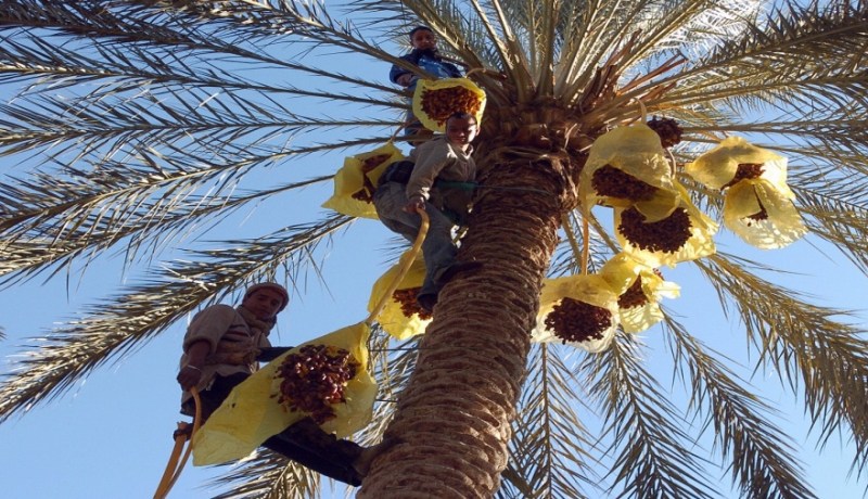 وزارة الفلاحة.. تعليمات مستعجلة للوقوف على مشاكل منتجي التمور