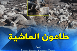 بوعزقي: اللقاحات الخاصة بطاعون المجترات الصغيرة ستصل نهاية الشهر