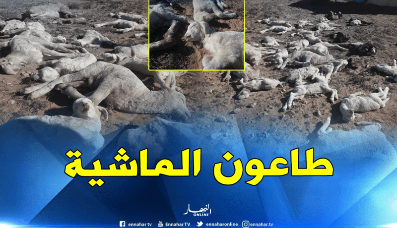 نفوق 4500 رأس..والدرك والشرطة لمواجهة “الطاعون”!