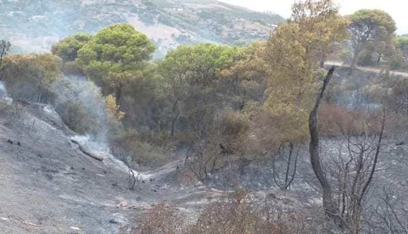 الحماية المدنية تواصل عملية إخماد حريق غابة طارق بن زياد بتيبازة