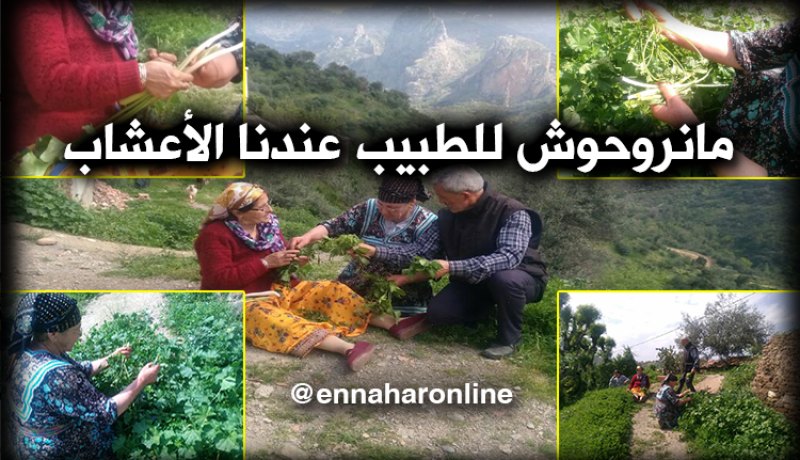 التداوي بالأعشاب بديل طبي في قرى تيزي وزو