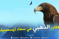 بالفيديو والصور.. كاميرا النهار ترصد عقابا ذهبيا نادرا يحلق في أجواء تيسمسيلت