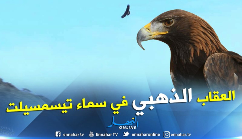 بالفيديو والصور.. كاميرا النهار ترصد عقابا ذهبيا نادرا يحلق في أجواء تيسمسيلت