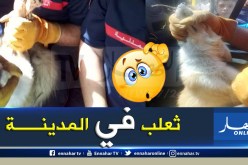 بالصور.. ضيف غير متوقع في محل تجاري بمدينة الجزار في باتنة