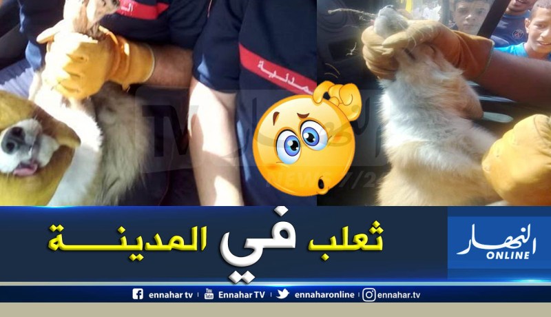 بالصور.. ضيف غير متوقع في محل تجاري بمدينة الجزار في باتنة