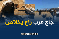 دجاج عرب في طريقه إلى الإنقراض